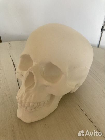Череп из гипса