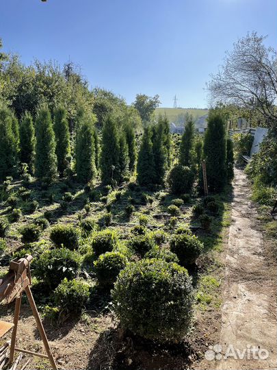 Туя Колумна