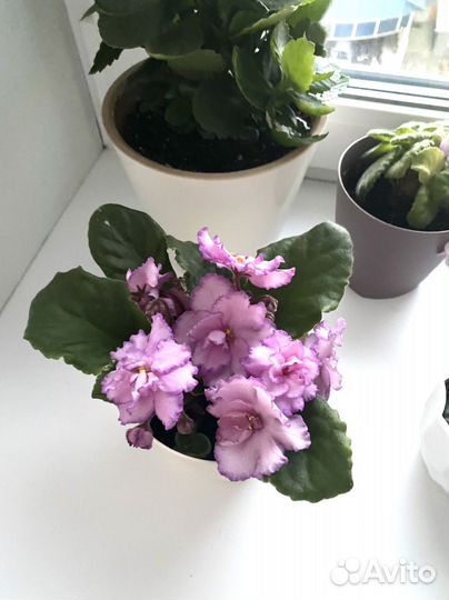 Фиалка на заказ розеточки-стартеры