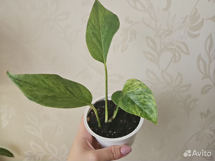 Сциндапсус эпипренум Marble Queen