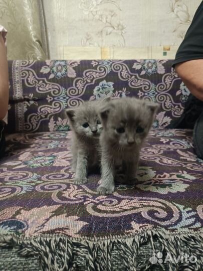 Котята в добрые руки 1 месяц