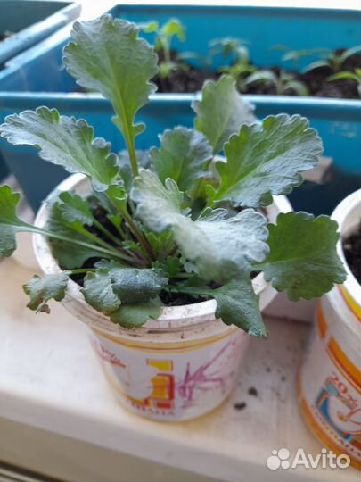 Ромашка крупная, клубника и многолетники