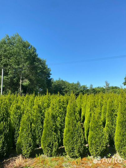 Туя Смарагд 140 см из питомника