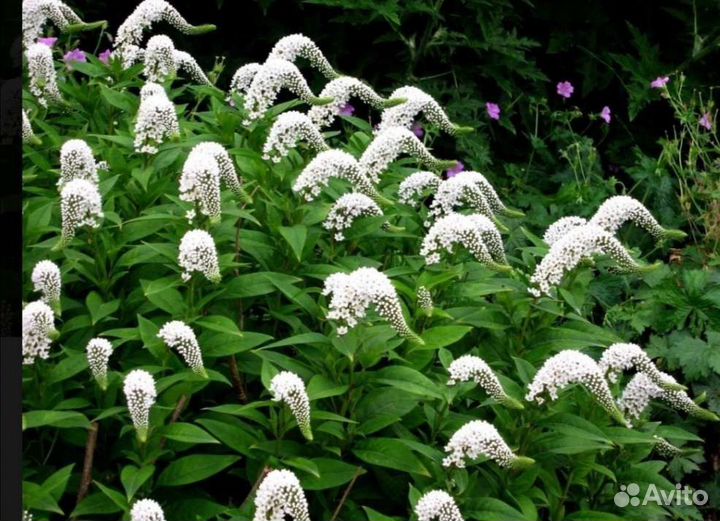 Вербейник ландышевый, многолетник