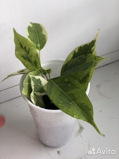 Фикус бенджамина пестролистный