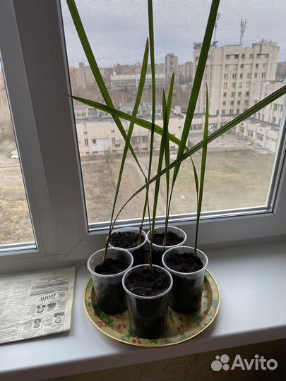 Финиковая пальма