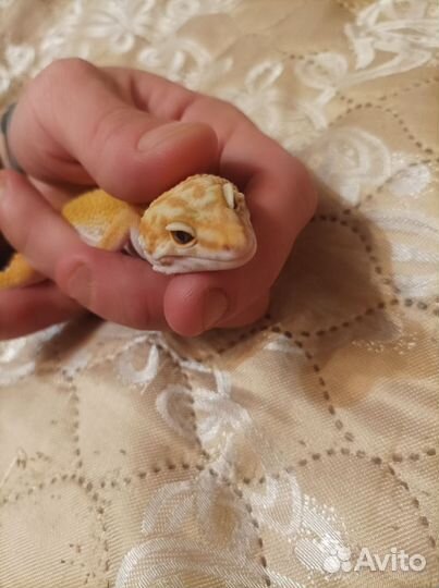 Ящерица эублефар