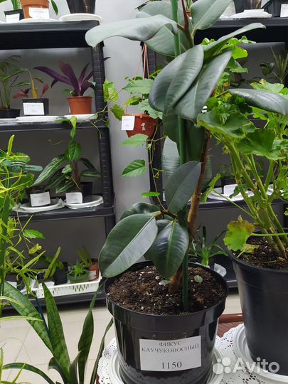 Фикус каучуконосный