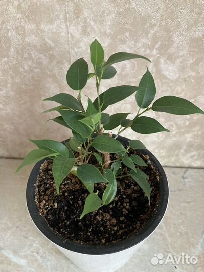 Фикус Наташа