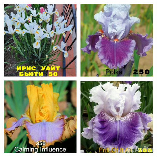 Красивые бородатые ирисы