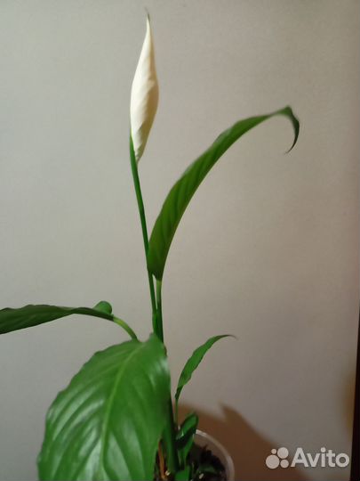 Спатифиллум
