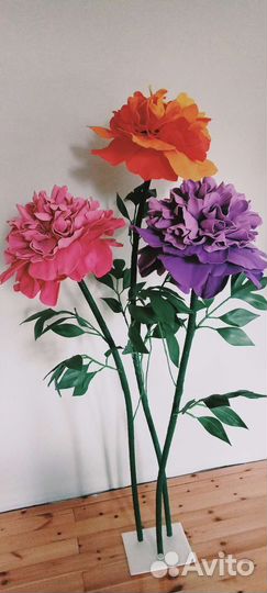 Пион садовый