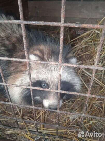 Животные собаки