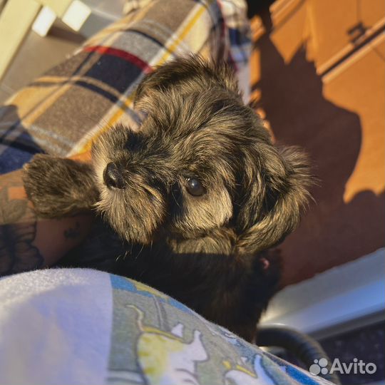 Мальтипу мини