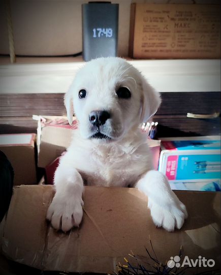 Щенки Лабрадора Ретривера