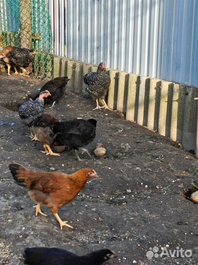 Молоденькие петушки