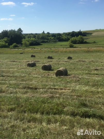Продам сено