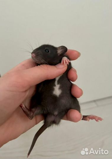 Крыса дамбо