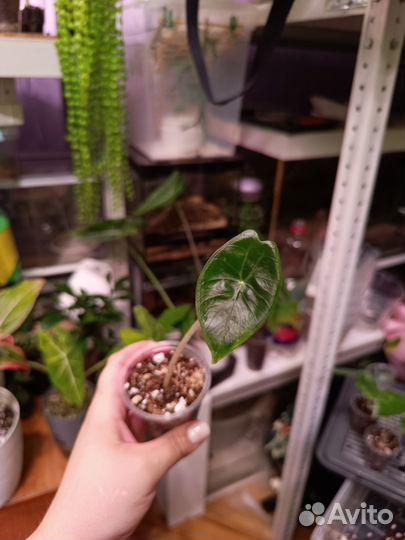 Алоказия Айвори Кост