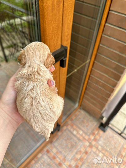 Мальтипу micro девочка ф1