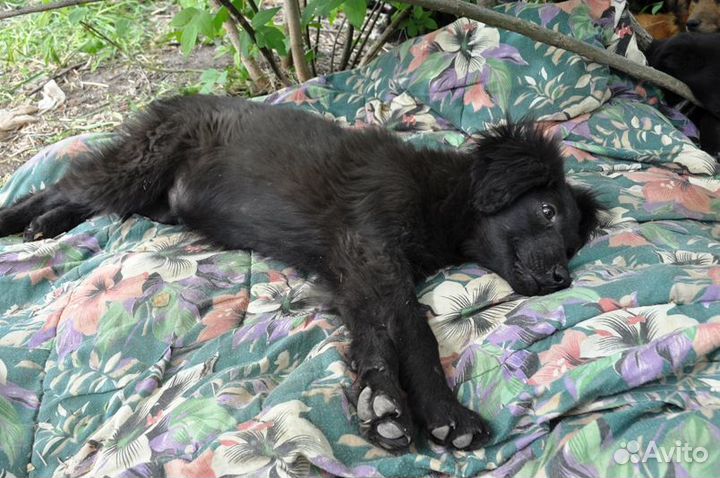 Щенок для частного дома