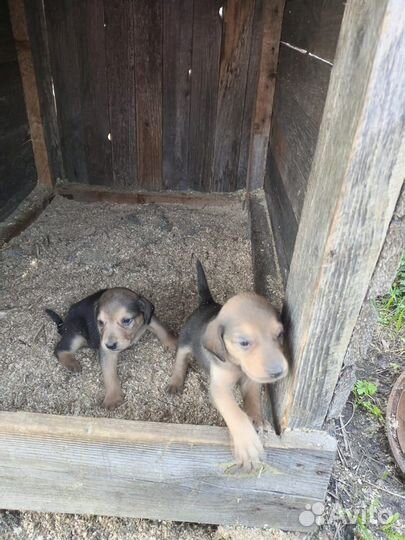 Собака русская гончая