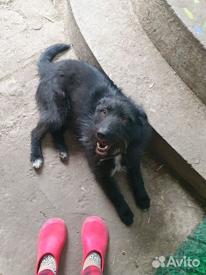 Собака Бэлла