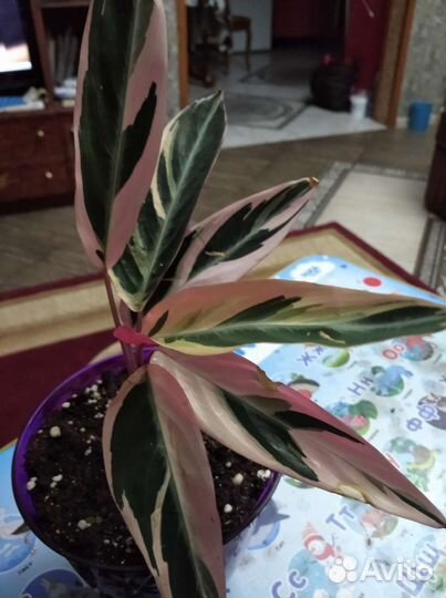 Строманта триколор