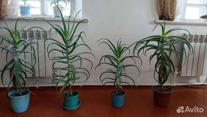 Алоэ столетник