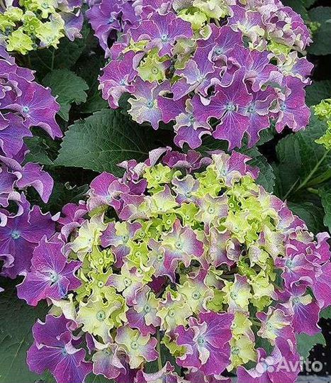 Саженцы гортензии