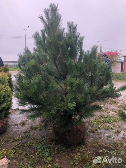 Сосна черная