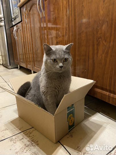 Отдам кота в добрые руки