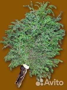 Веники можжевельник