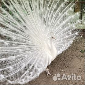 Белый павлин в природе - 68 фото