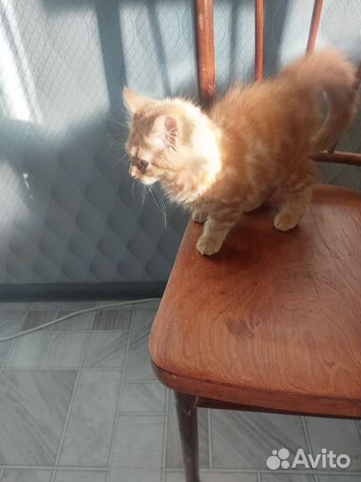 Отдам в добрые руки, кошечку