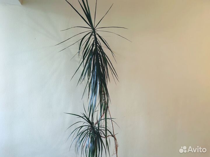 Драцена с горшком высота 2,5 метра