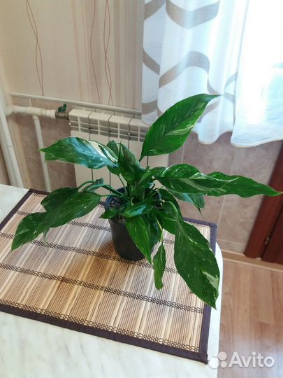 Спатифиллум даймонд