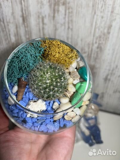 Флорариум с кактусом