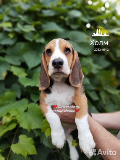 Щенки бигль