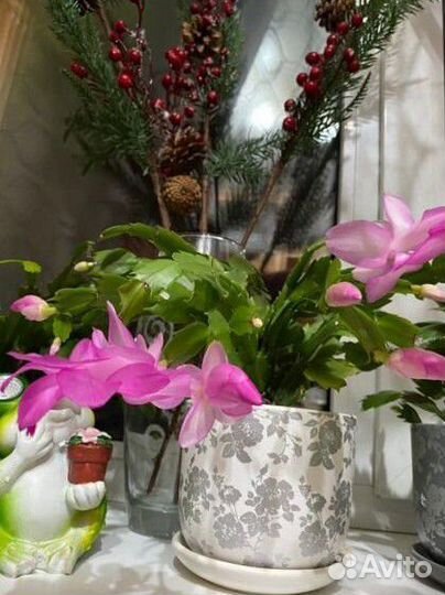 Декабристы