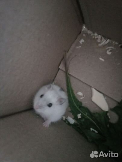 Хомяк с клеткой