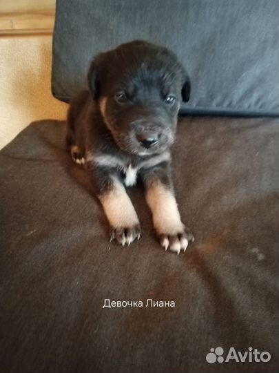 Отдам щенят ) очень добрые жду хозяина