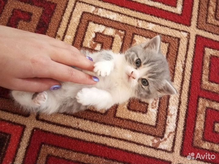 Кошка только в добрые руки