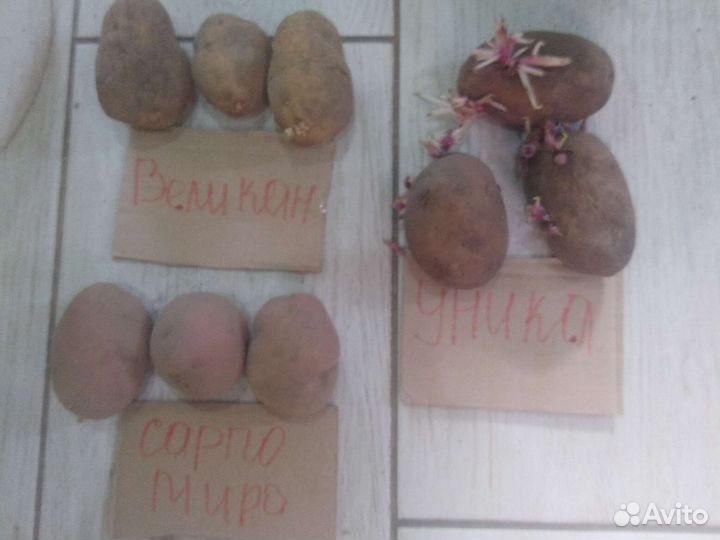 Картофель-игра