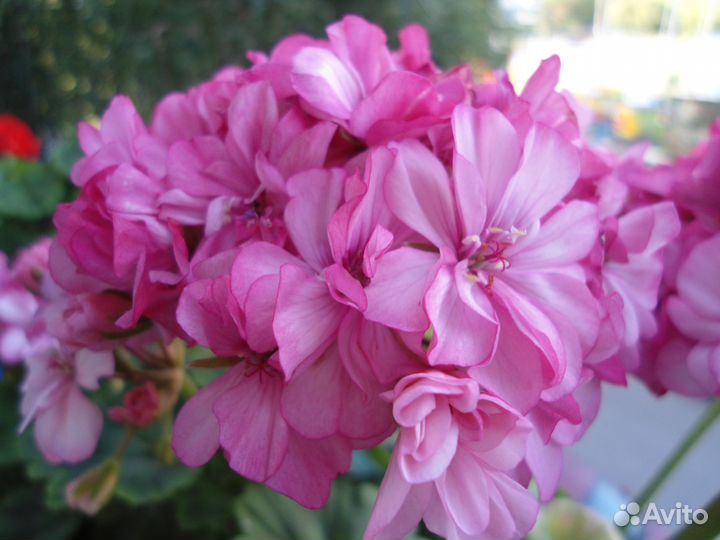 Черенки пеларгонии (герани) Occold Lagoon