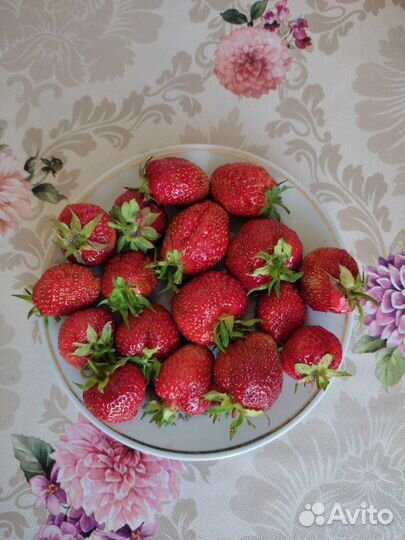 Кустики клубники с ягодами