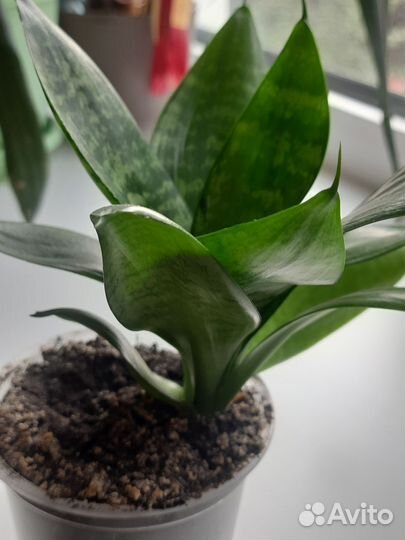 Сансевиерия ханни