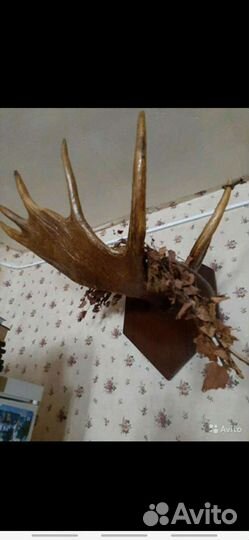 Продам рога лося