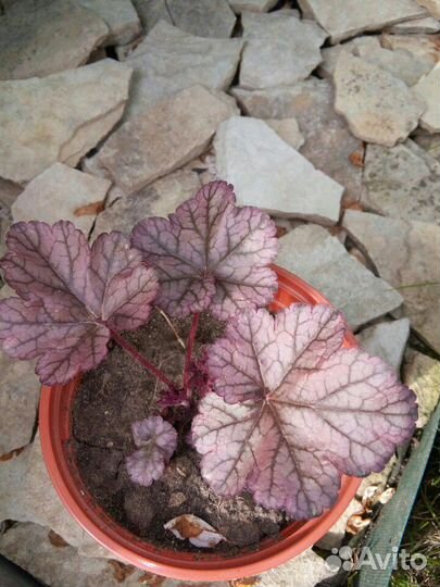 Хосты гейхеры спиреи