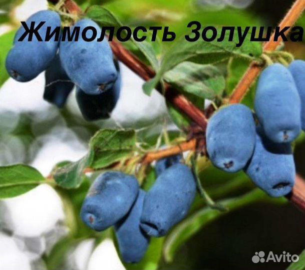 Жимолость съедобная